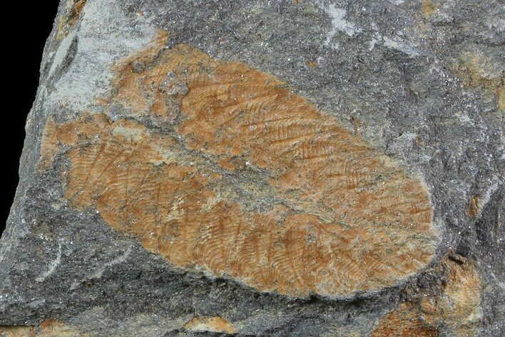 Ordovician Soft-Bodied Fossil (Duslia?) - Morocco #80258